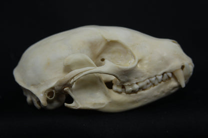 Raccoon Skull