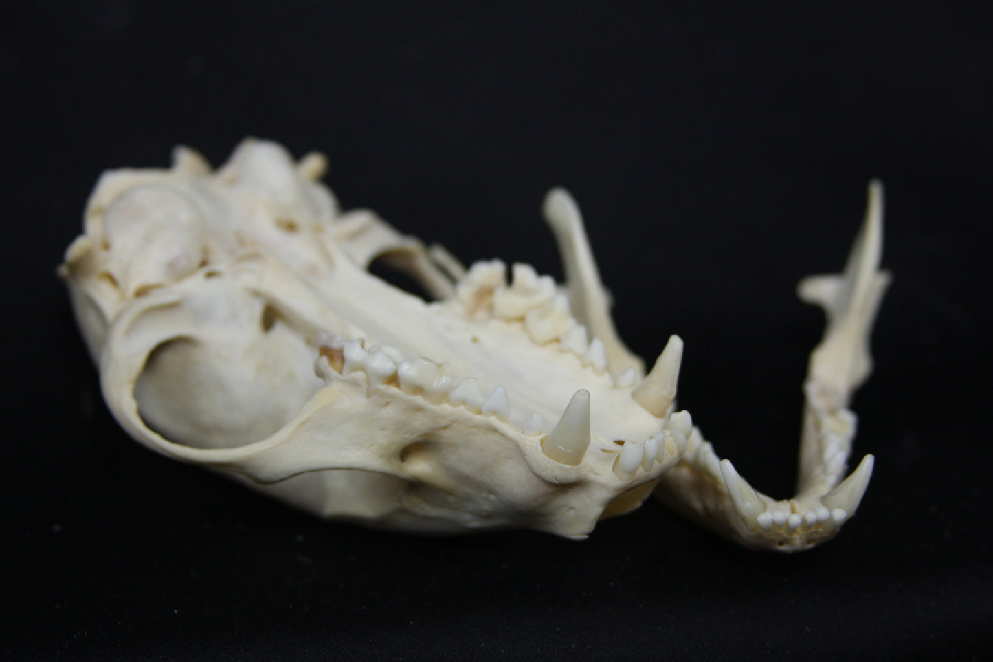 Raccoon Skull