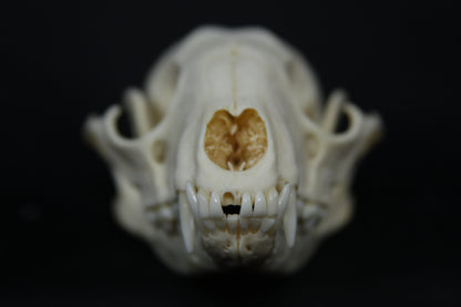 Raccoon Skull