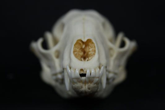 Raccoon Skull