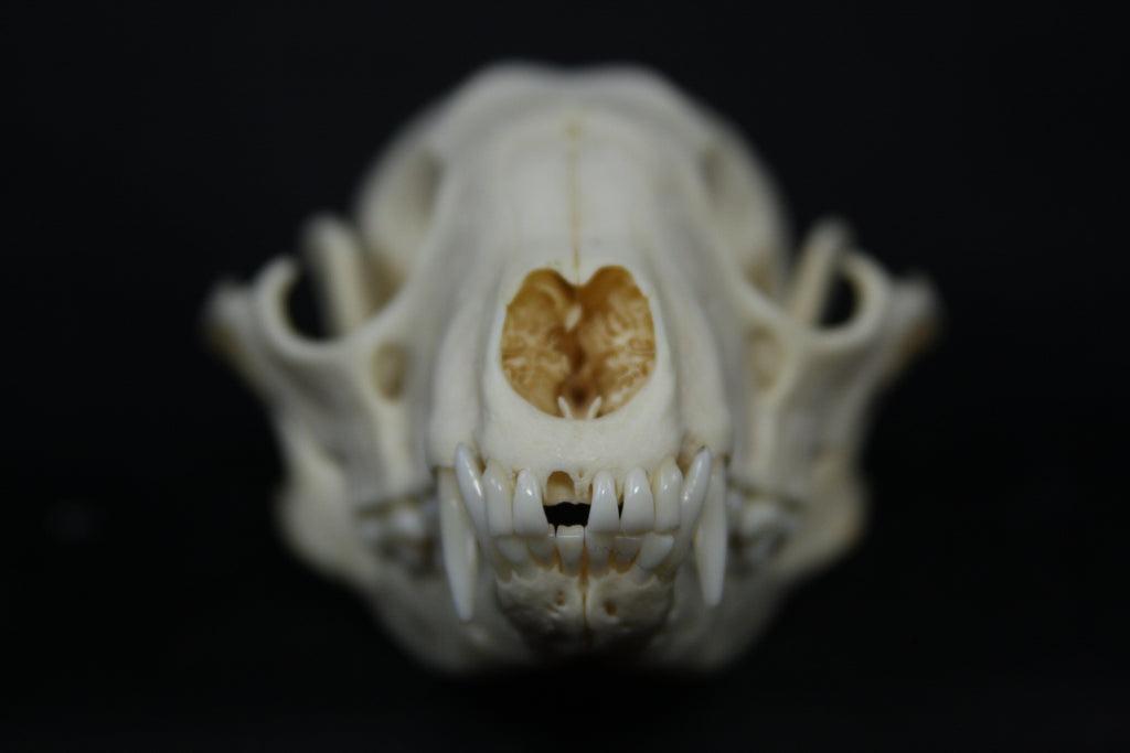 Raccoon Skull