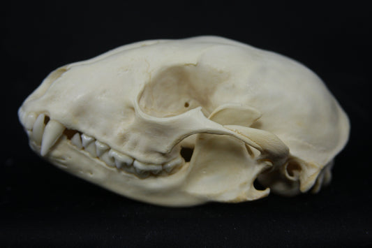 Raccoon Skull