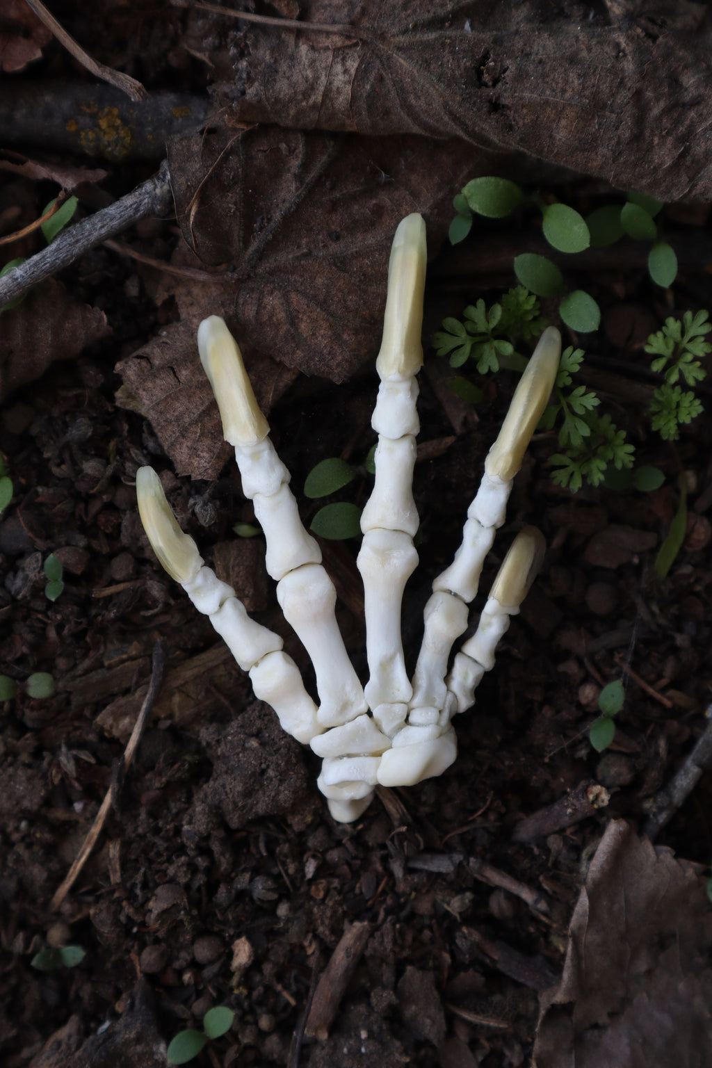 Beaver Paw Articulation