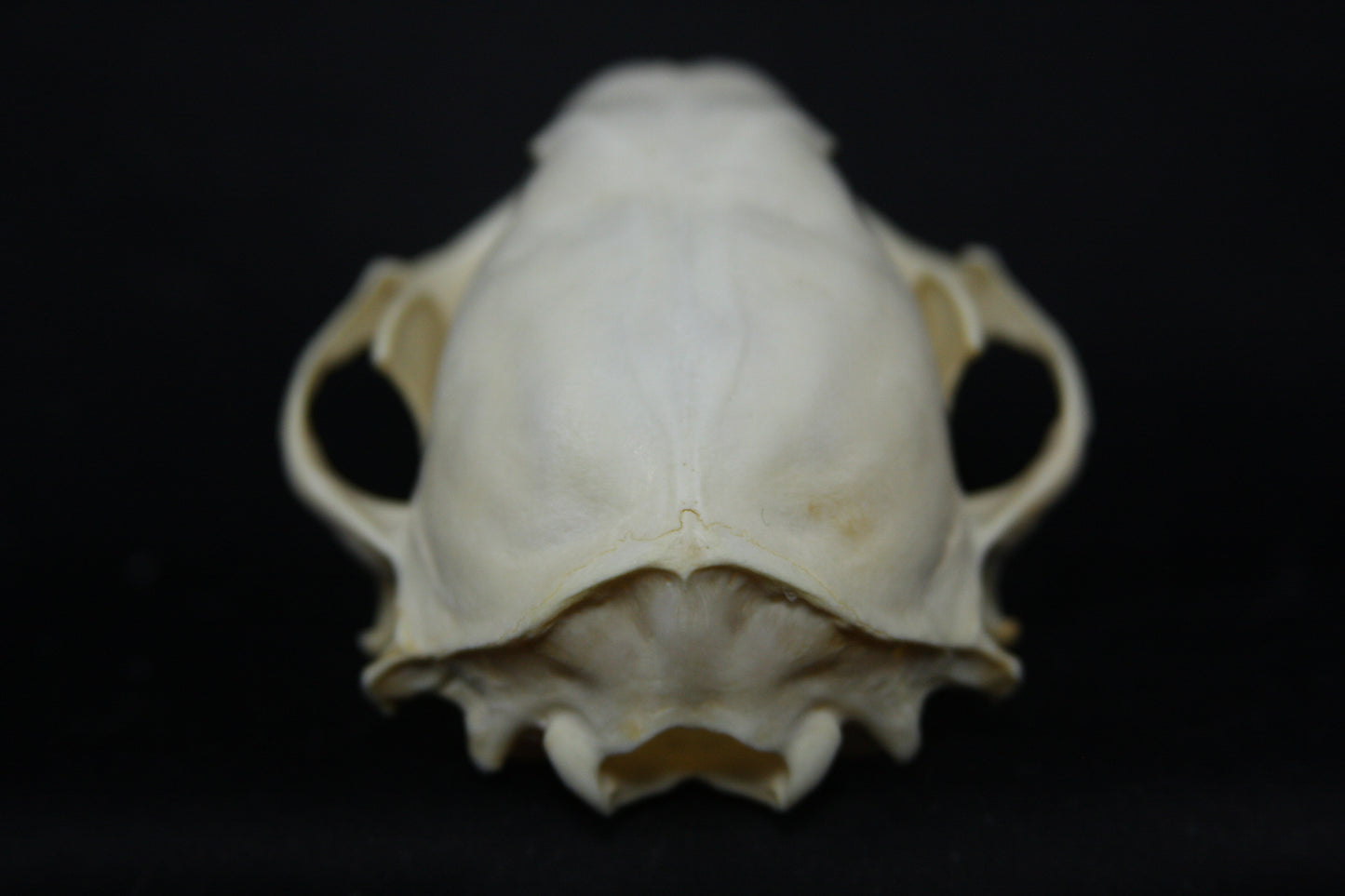 Raccoon Skull