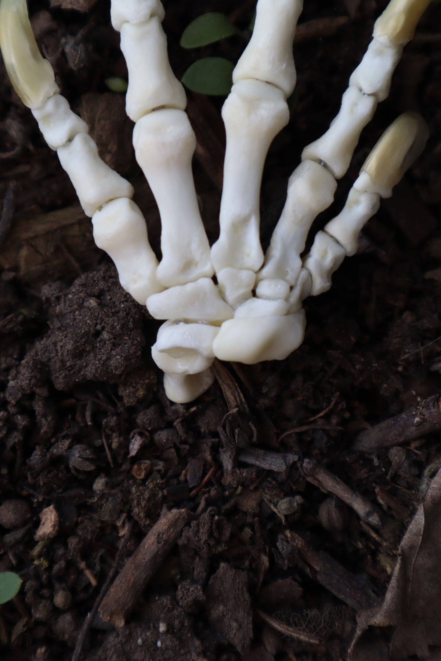 Beaver Paw Articulation