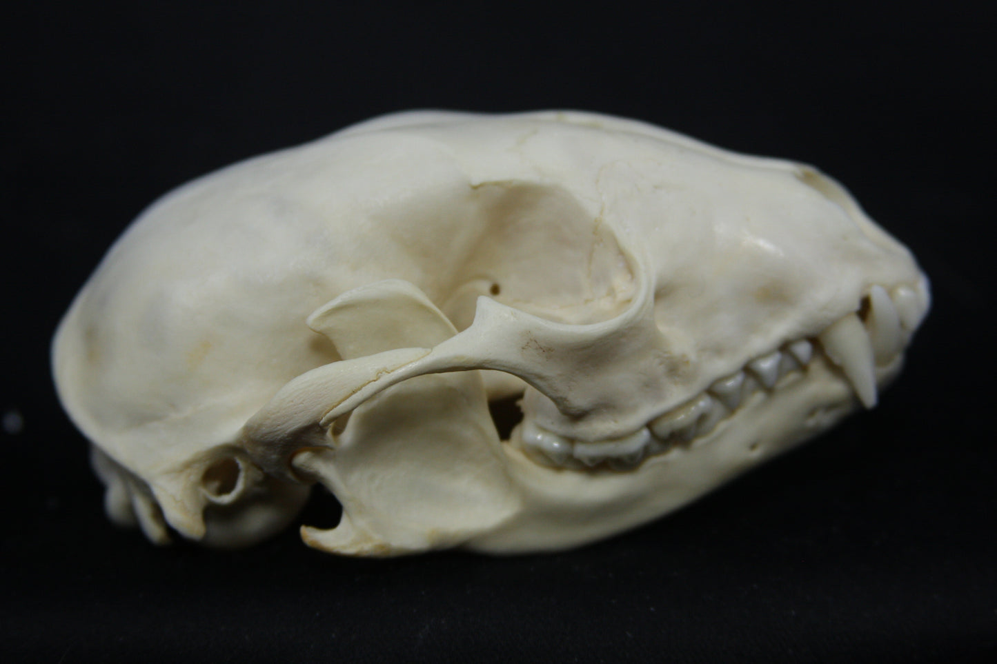 Raccoon Skull