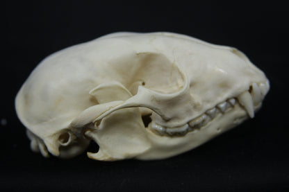 Raccoon Skull