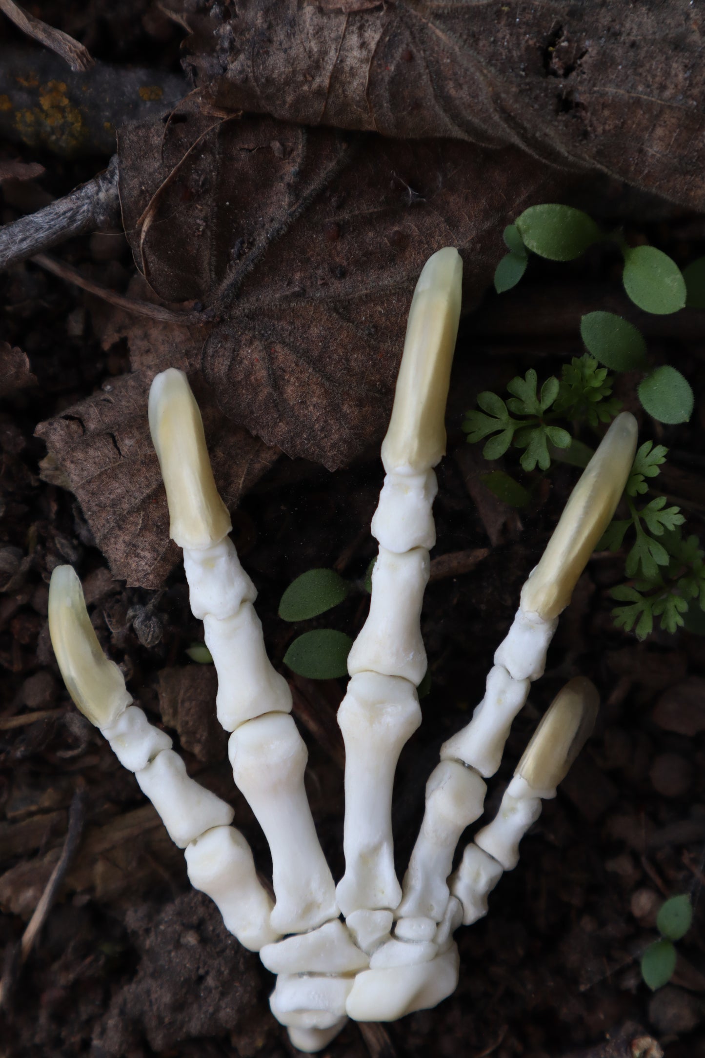 Beaver Paw Articulation