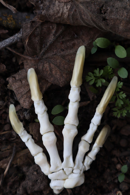 Beaver Paw Articulation