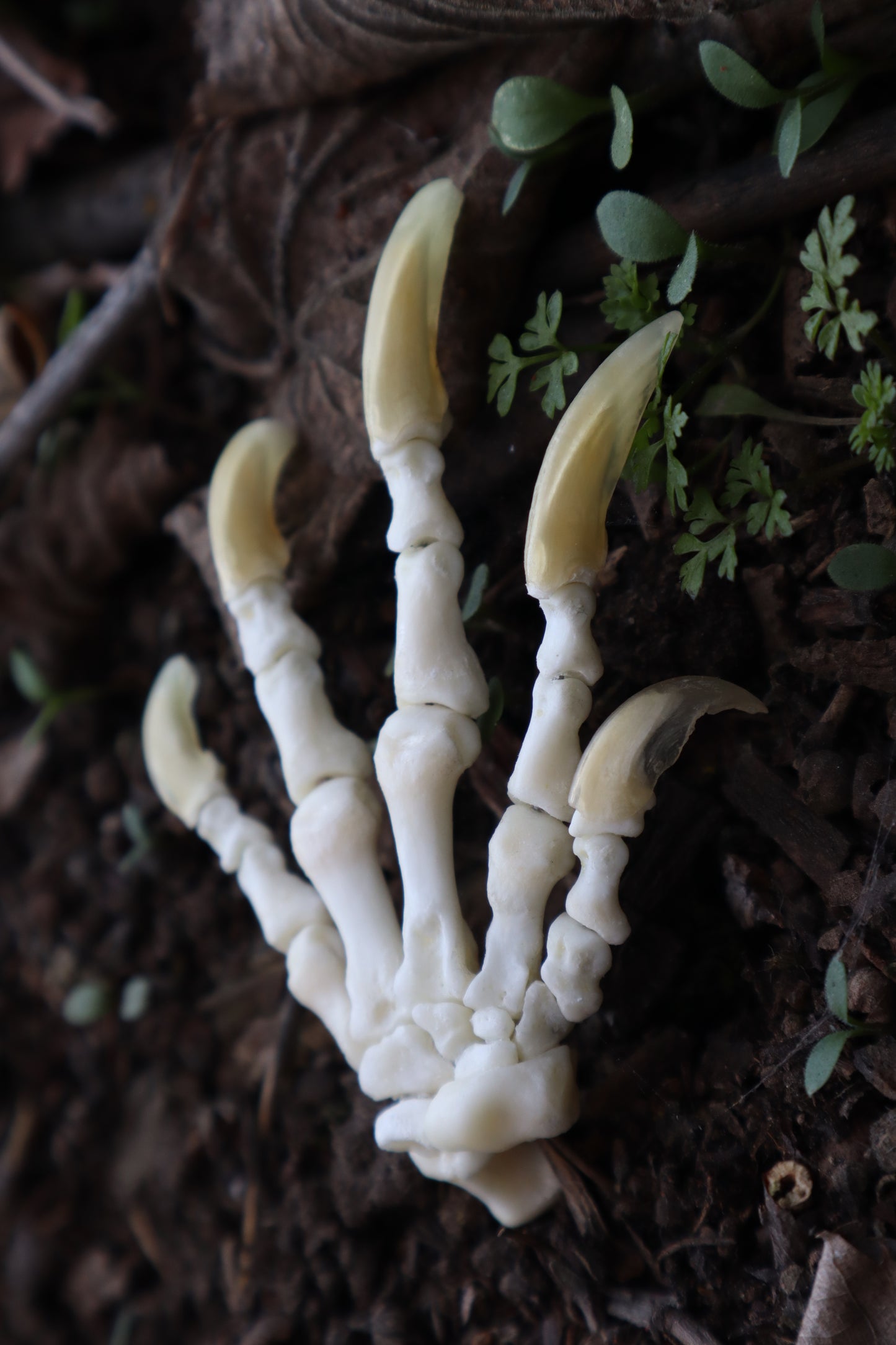 Beaver Paw Articulation