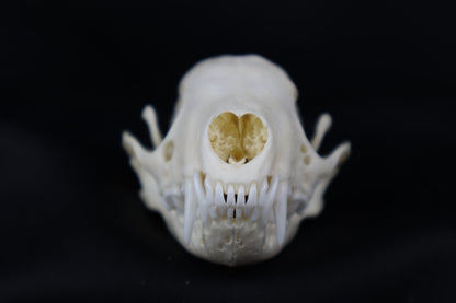 Striped Skunk Skull