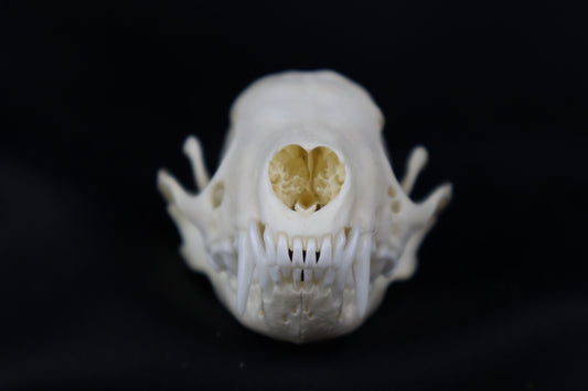 Striped Skunk Skull