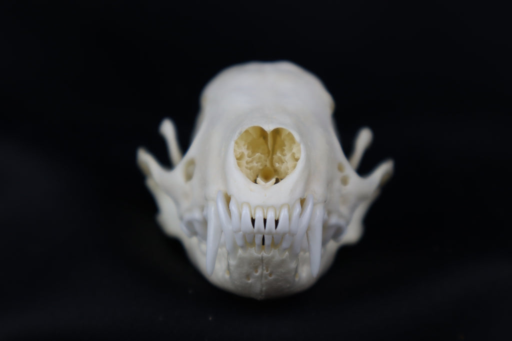 Striped Skunk Skull