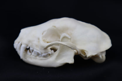 Striped Skunk Skull
