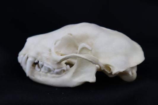 Striped Skunk Skull