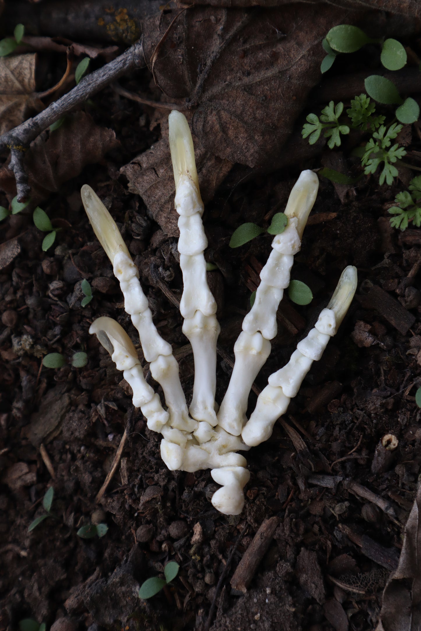 Beaver Paw Articulation