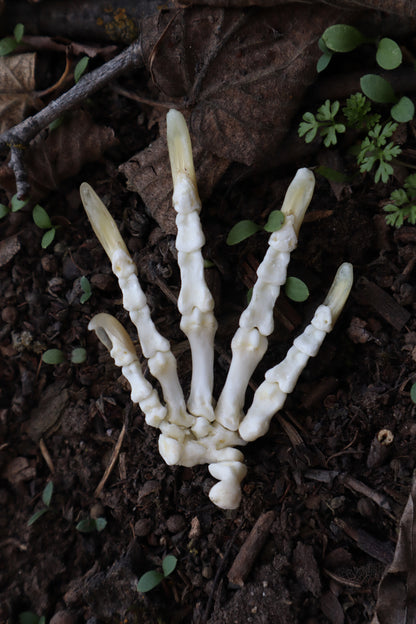 Beaver Paw Articulation