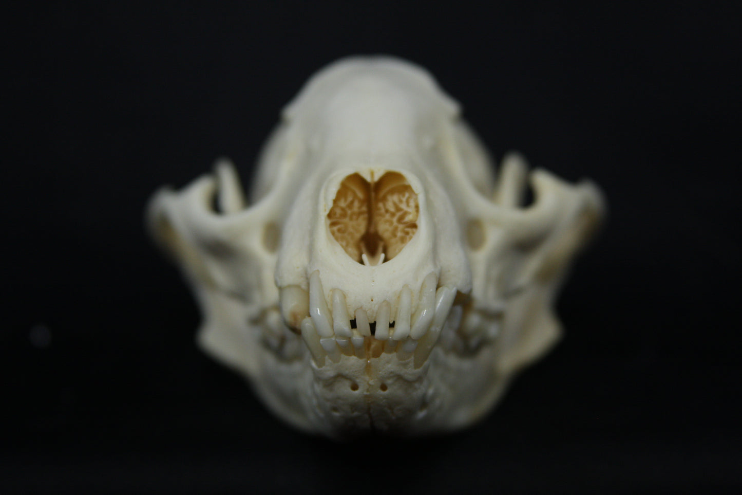 Raccoon Skull