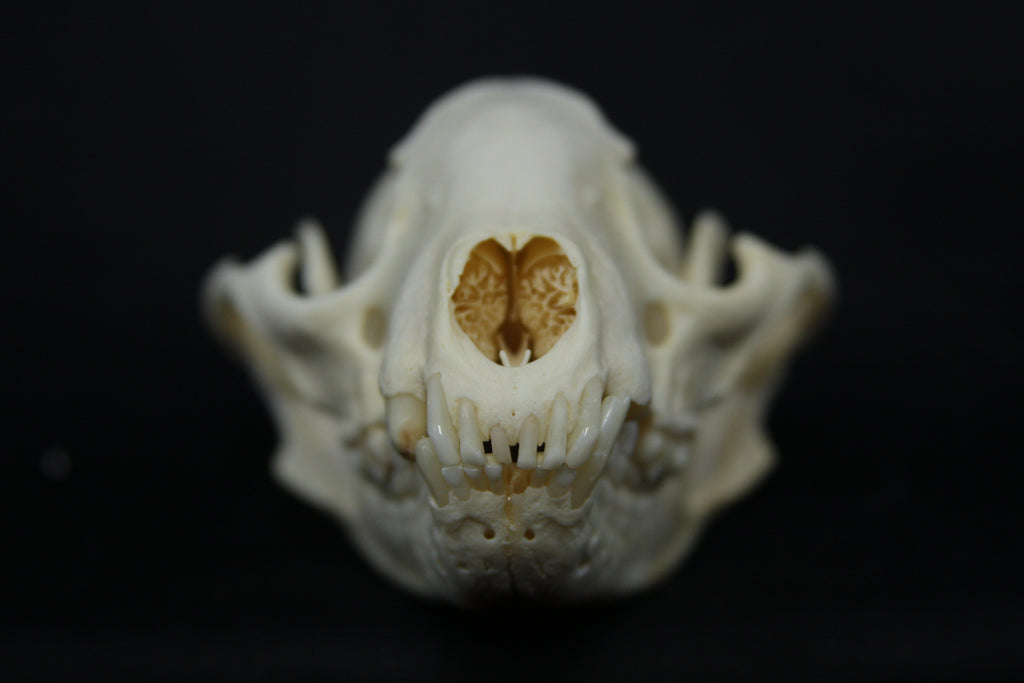Raccoon Skull