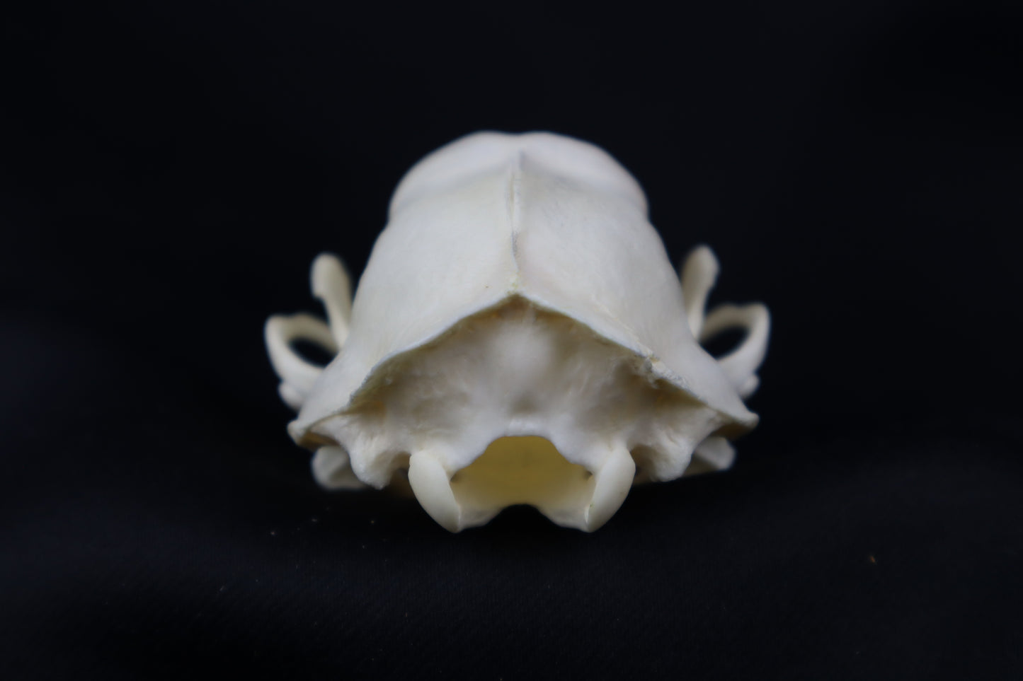 Striped Skunk Skull