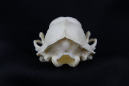 Striped Skunk Skull