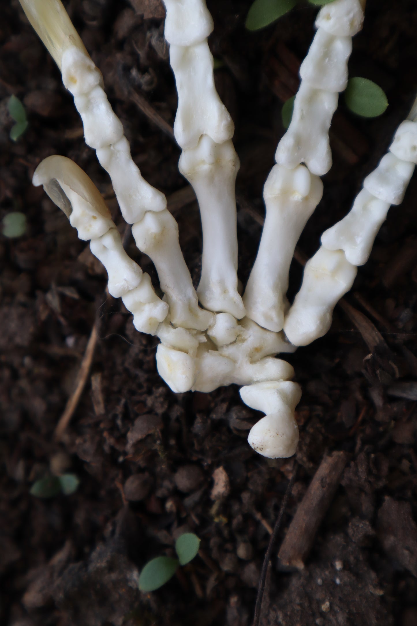 Beaver Paw Articulation