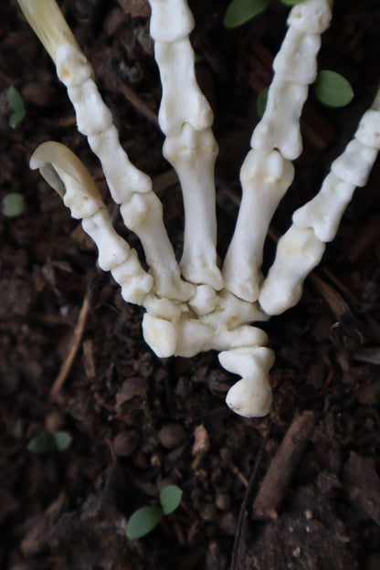 Beaver Paw Articulation