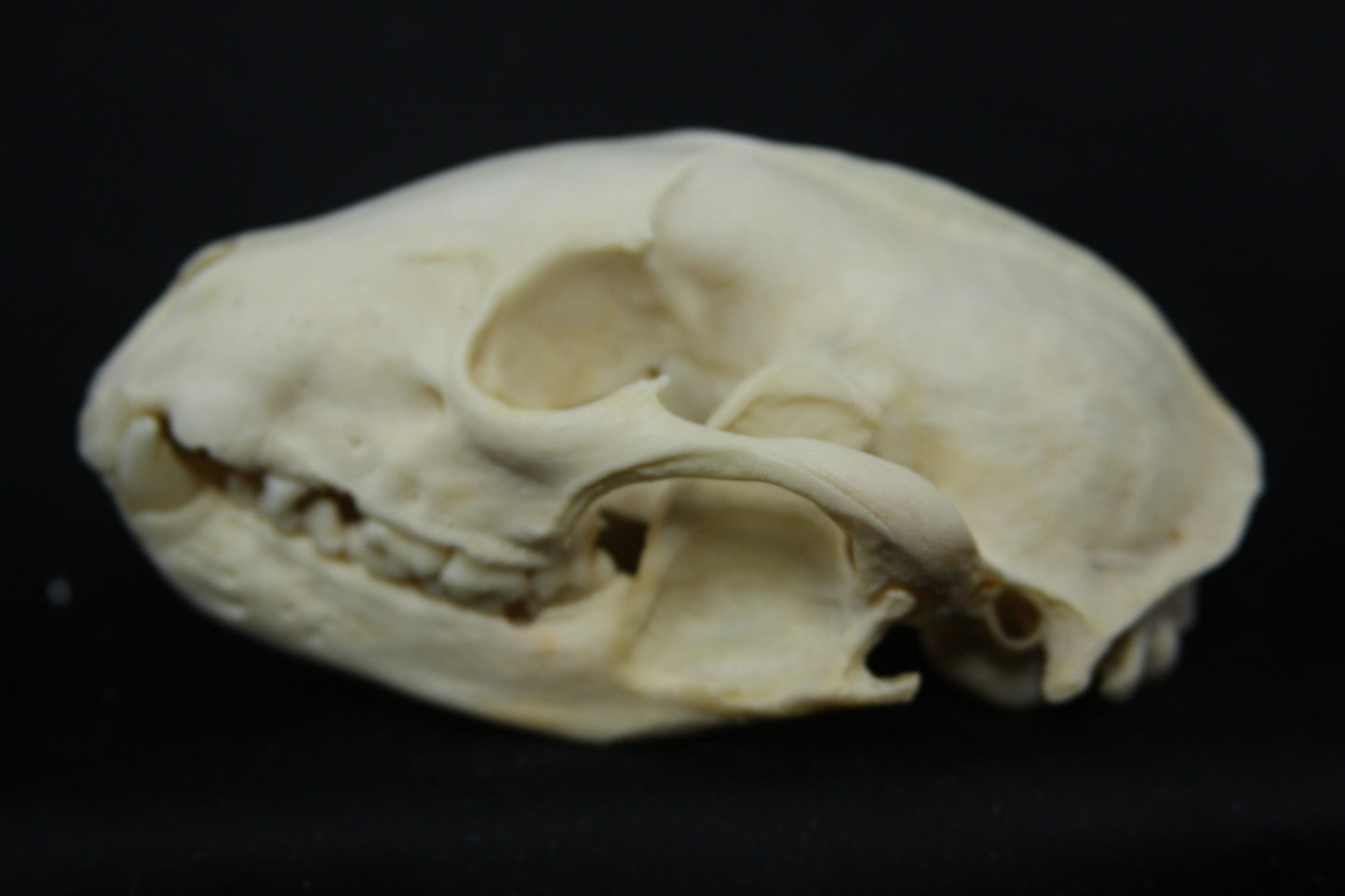 Raccoon Skull