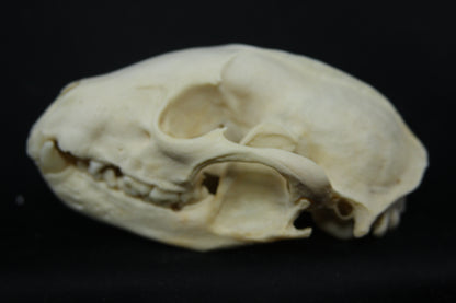 Raccoon Skull