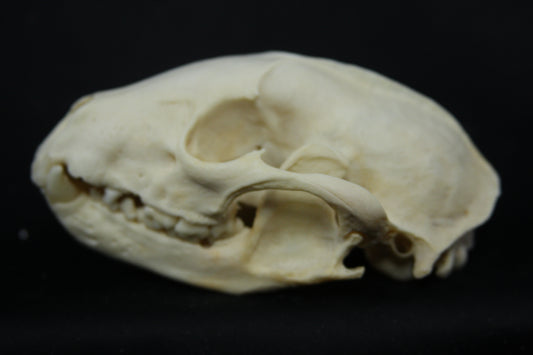 Raccoon Skull