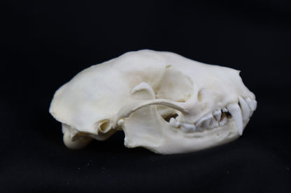 Striped Skunk Skull