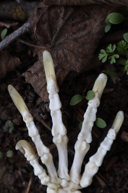 Beaver Paw Articulation