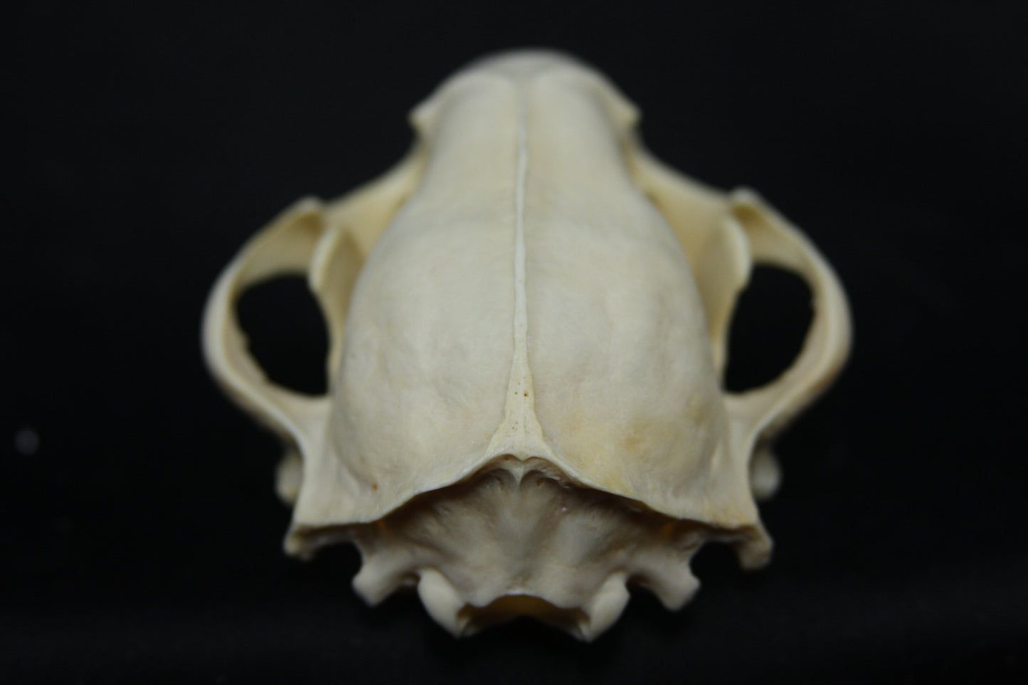 Raccoon Skull
