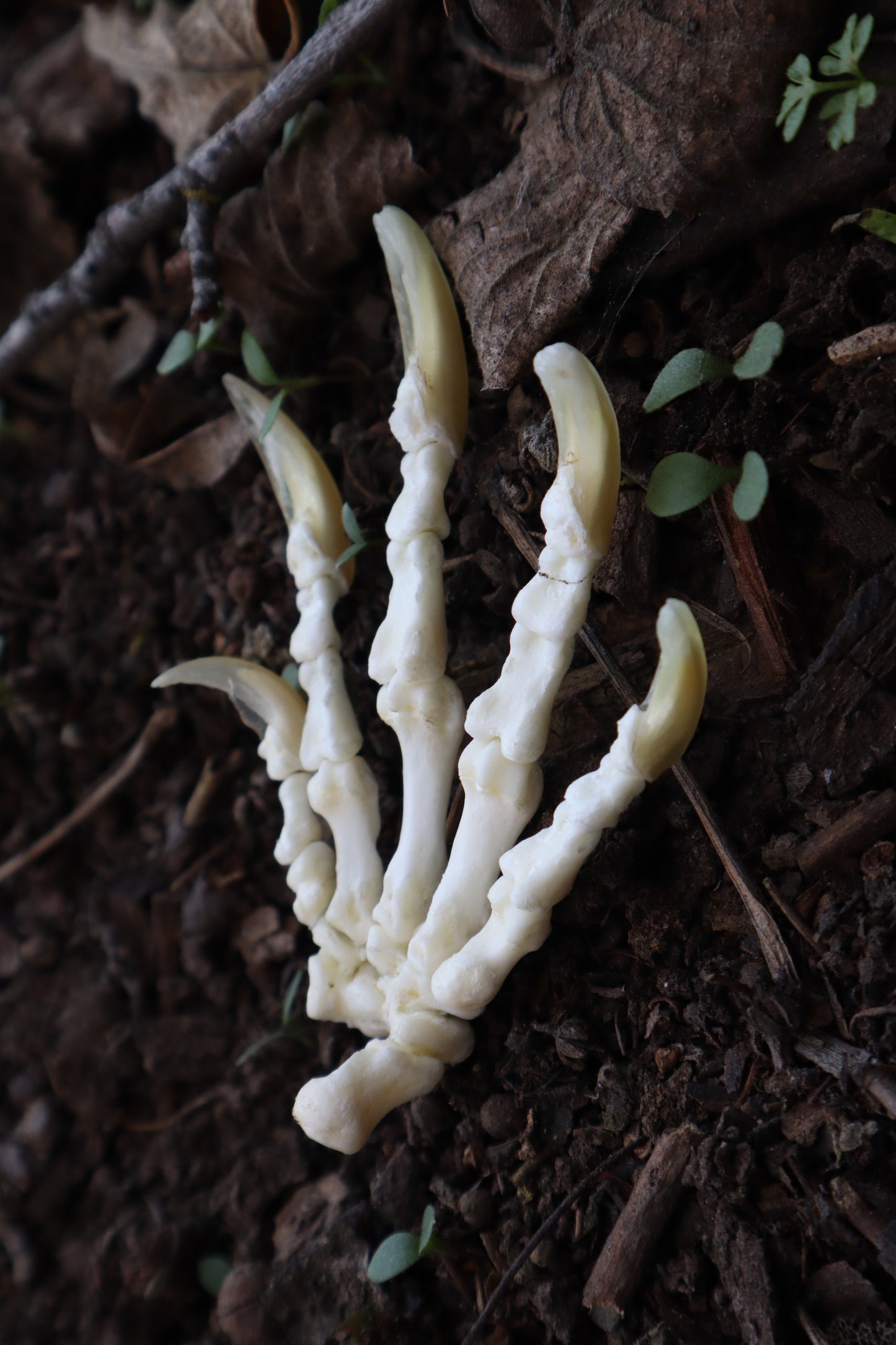 Beaver Paw Articulation