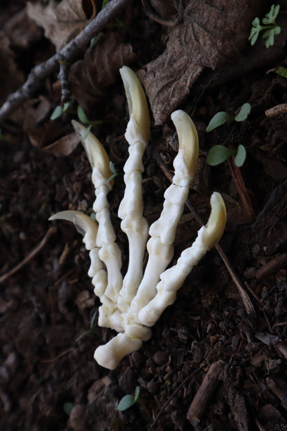 Beaver Paw Articulation