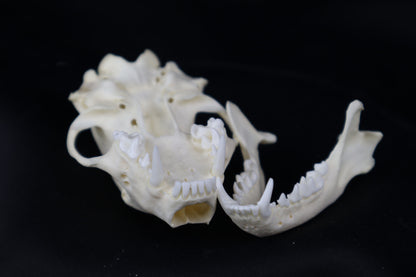 Striped Skunk Skull