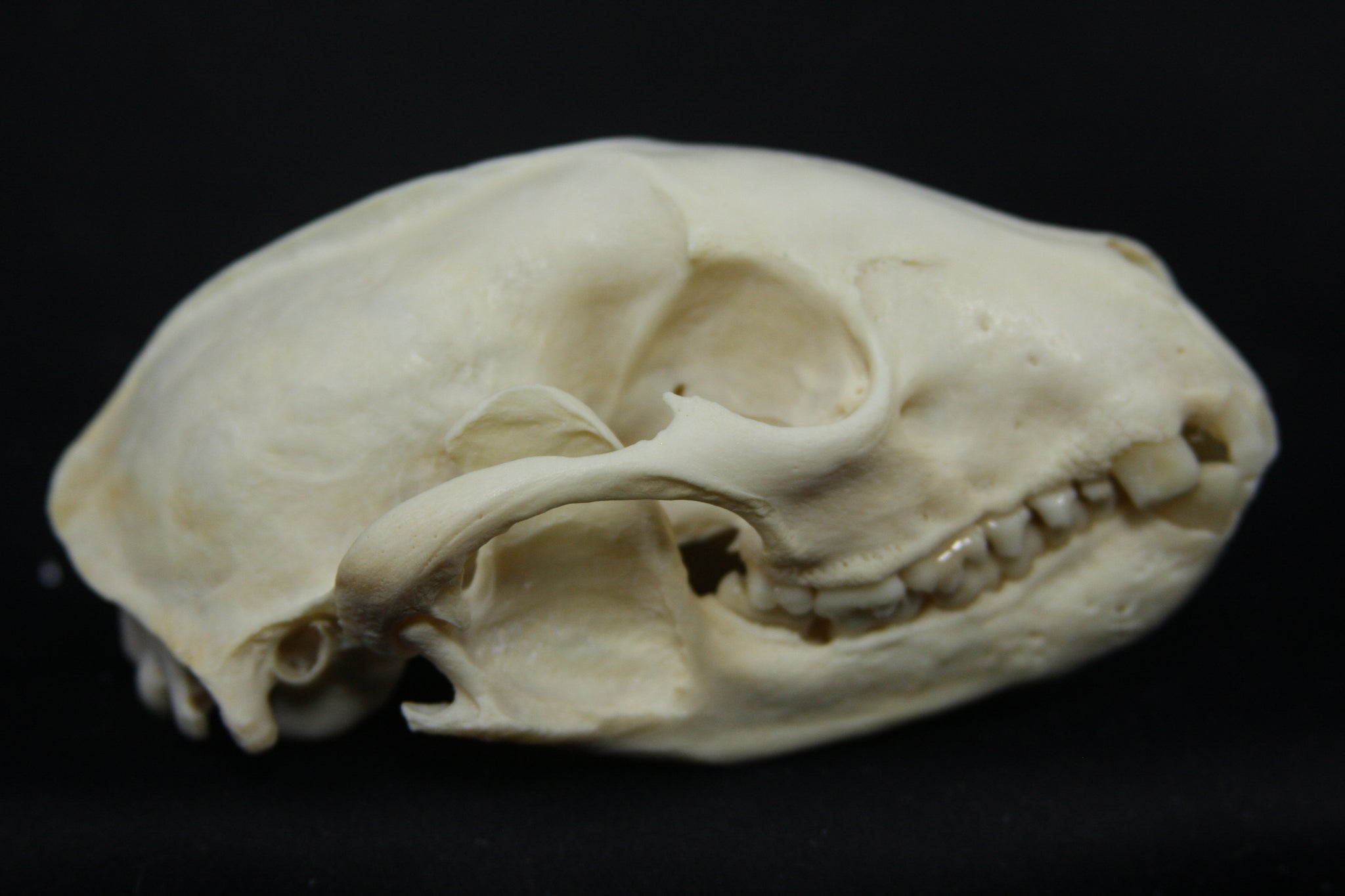 Raccoon Skull