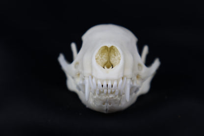 Striped Skunk Skull