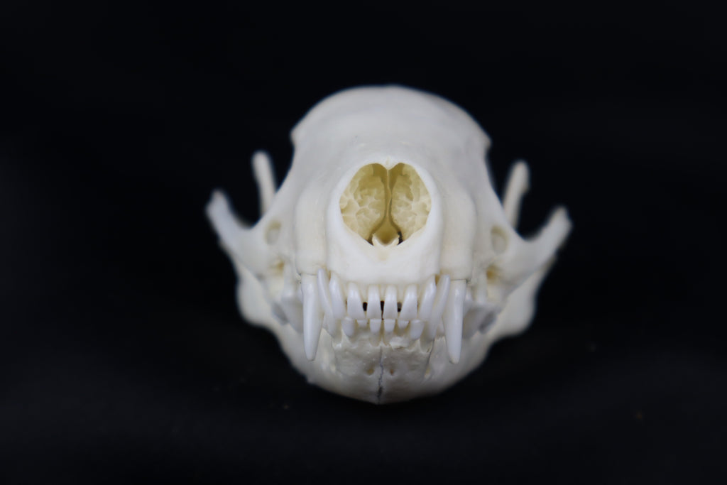 Striped Skunk Skull