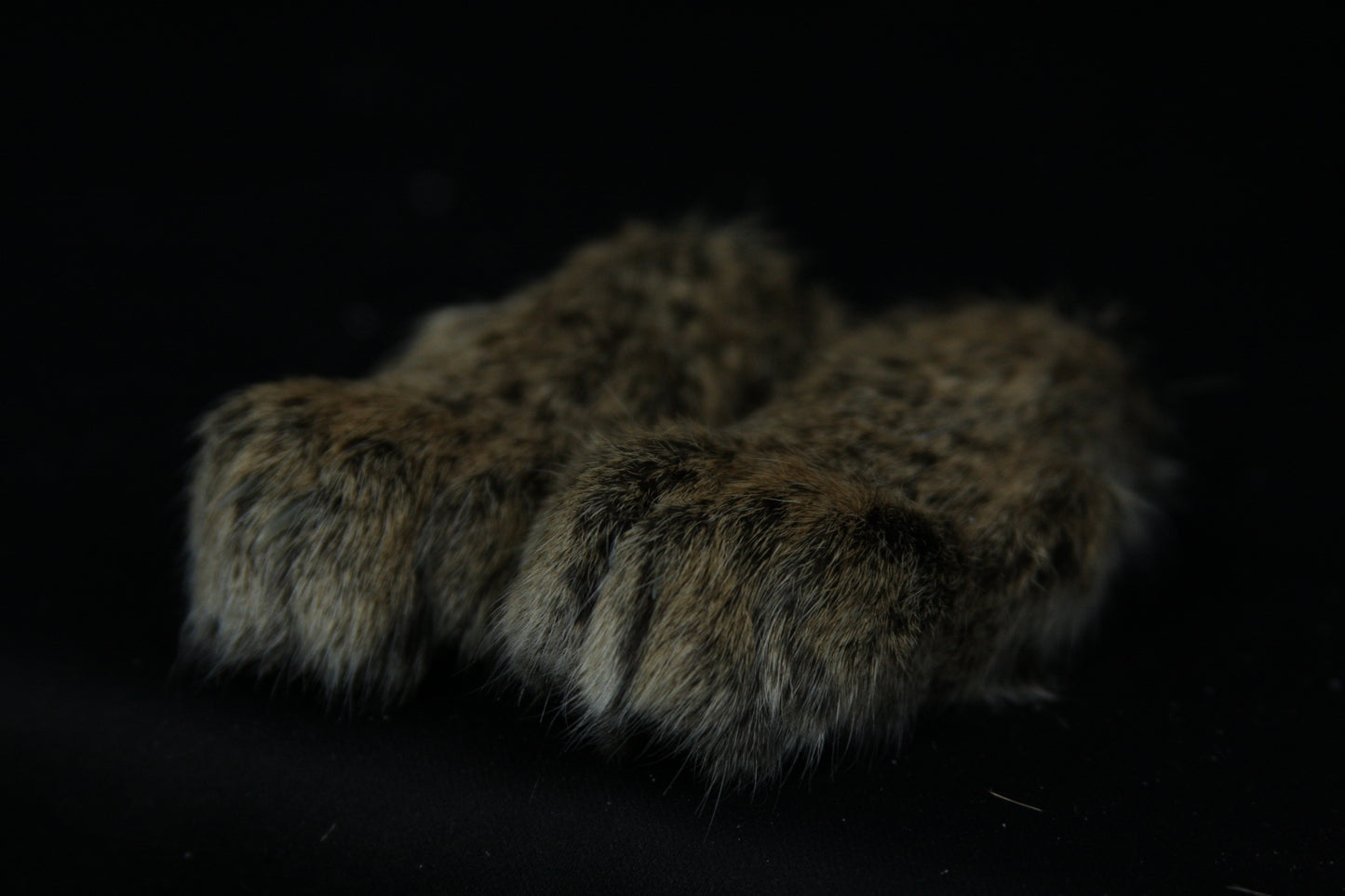 Bobcat Paws