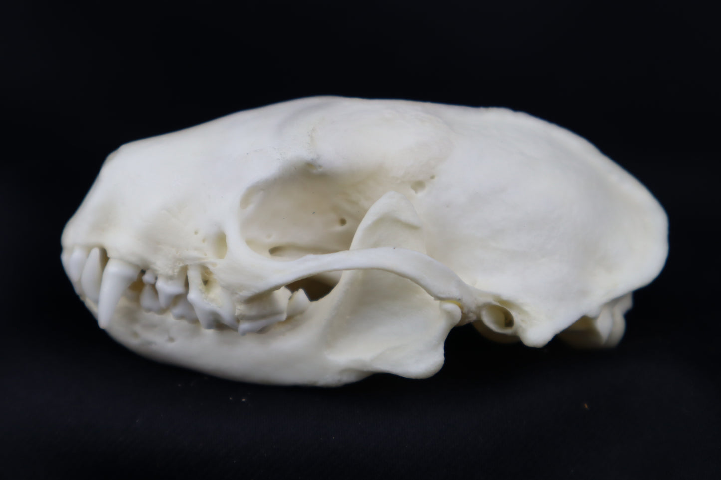 Striped Skunk Skull