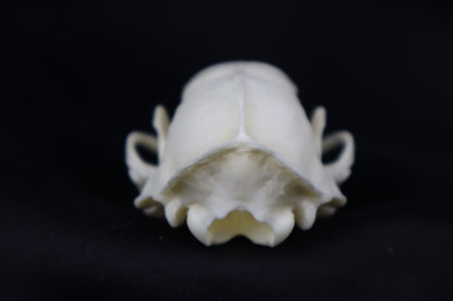 Striped Skunk Skull
