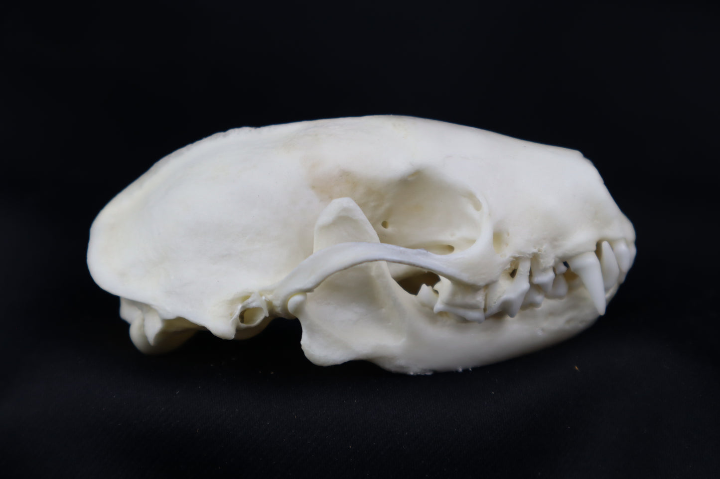 Striped Skunk Skull
