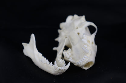 Striped Skunk Skull