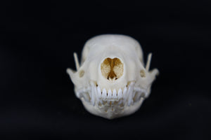 Juvenile Striped Skunk Skull