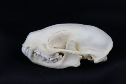 Juvenile Striped Skunk Skull