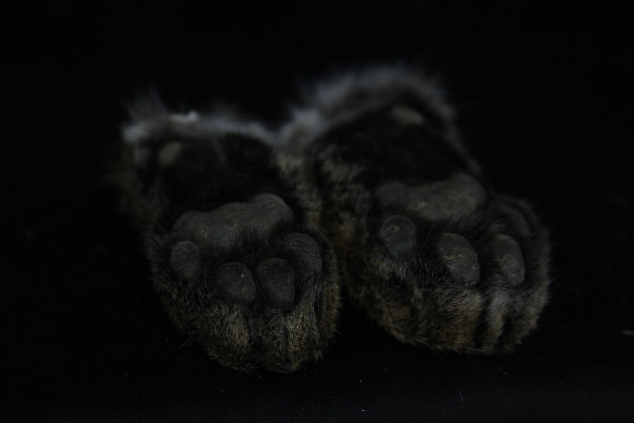 Bobcat Paws