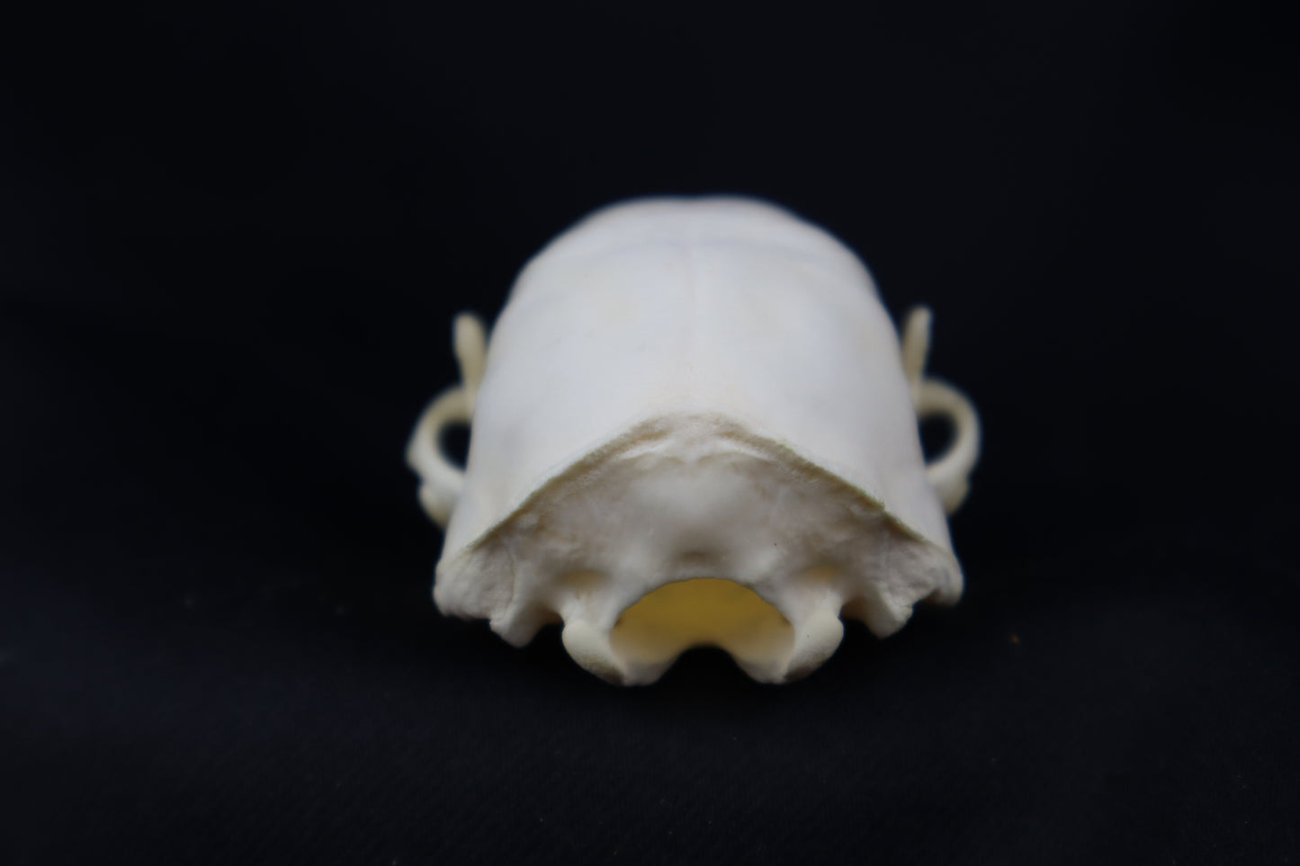 Juvenile Striped Skunk Skull