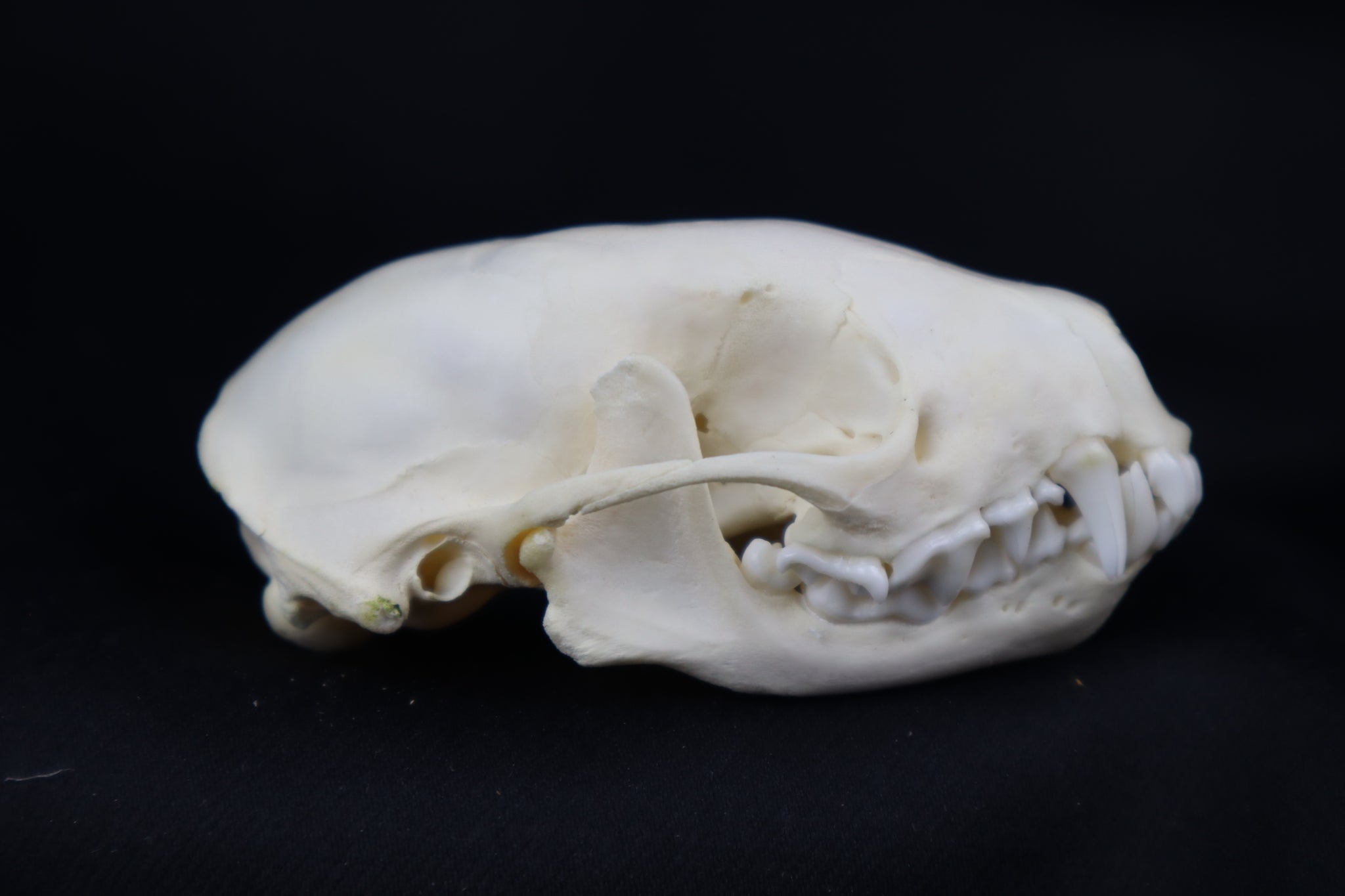 Juvenile Striped Skunk Skull