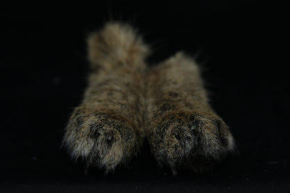 Bobcat Paws